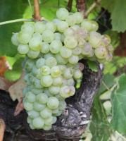 TRINCADEIRA DAS PRATAS B Imagem 1